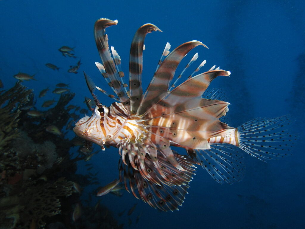 Lionfish